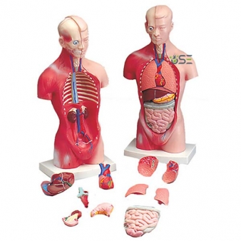 Human Physiology Models